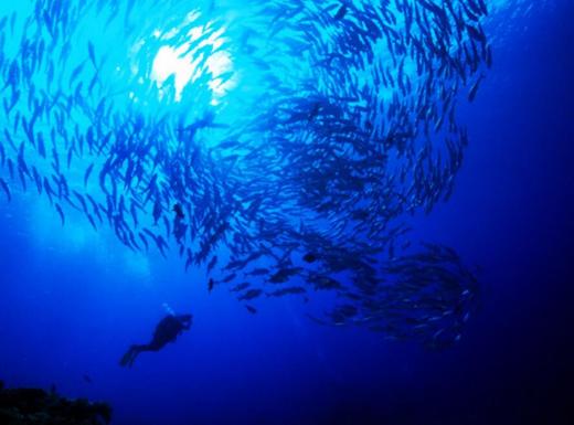 【行程】2021年菲律宾图巴塔哈船宿 商品图12