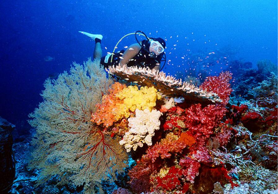 【行程】2021年菲律宾图巴塔哈船宿