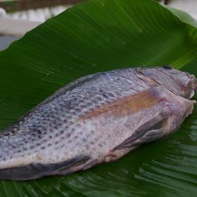 绿家自产 | 生态大罗非鱼