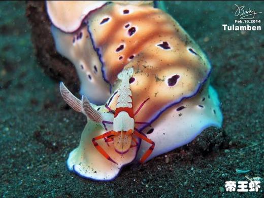 【度假村】巴厘图蓝本潜水套餐 - 飞鱼&摩娜Puri Tulamben - 沉船/微距潜水 商品图5