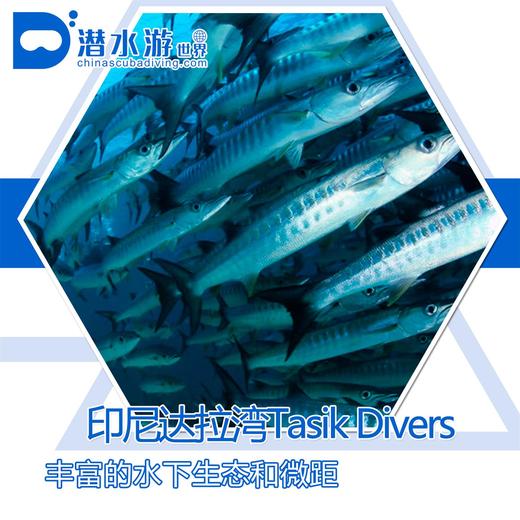 【度假村】印尼达拉湾Derawan 潜水套餐 - Tasik & Dive Lodge 商品图0