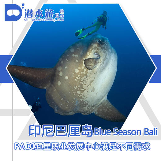 【潜店】印尼巴厘岛Blue Season Bali潜水套餐 商品图0
