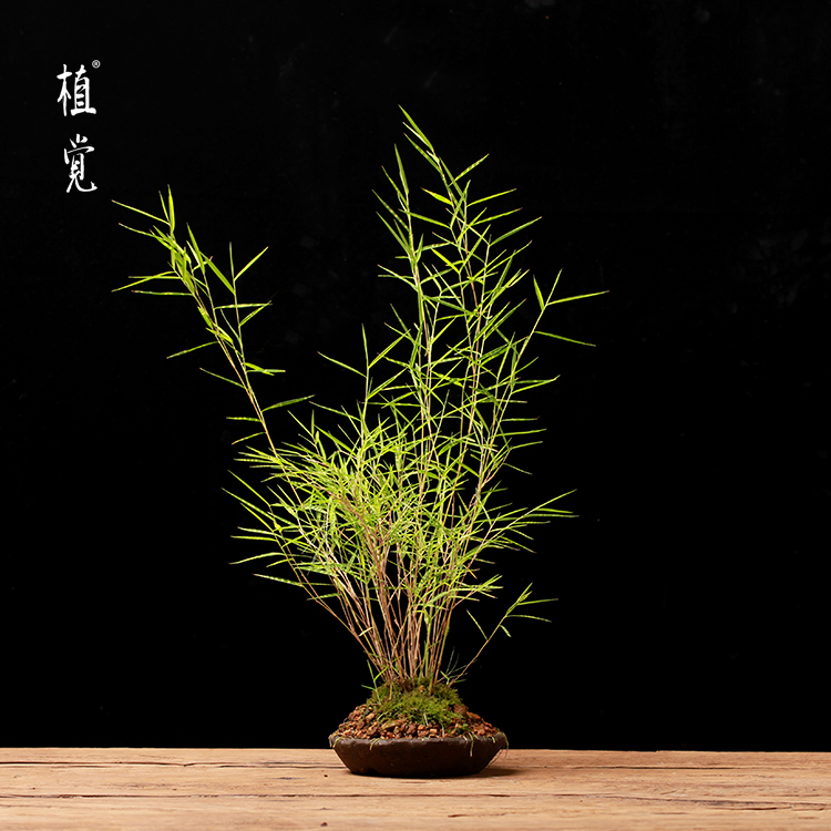 植觉先生作品 第玖拾贰【虎斑风竹】