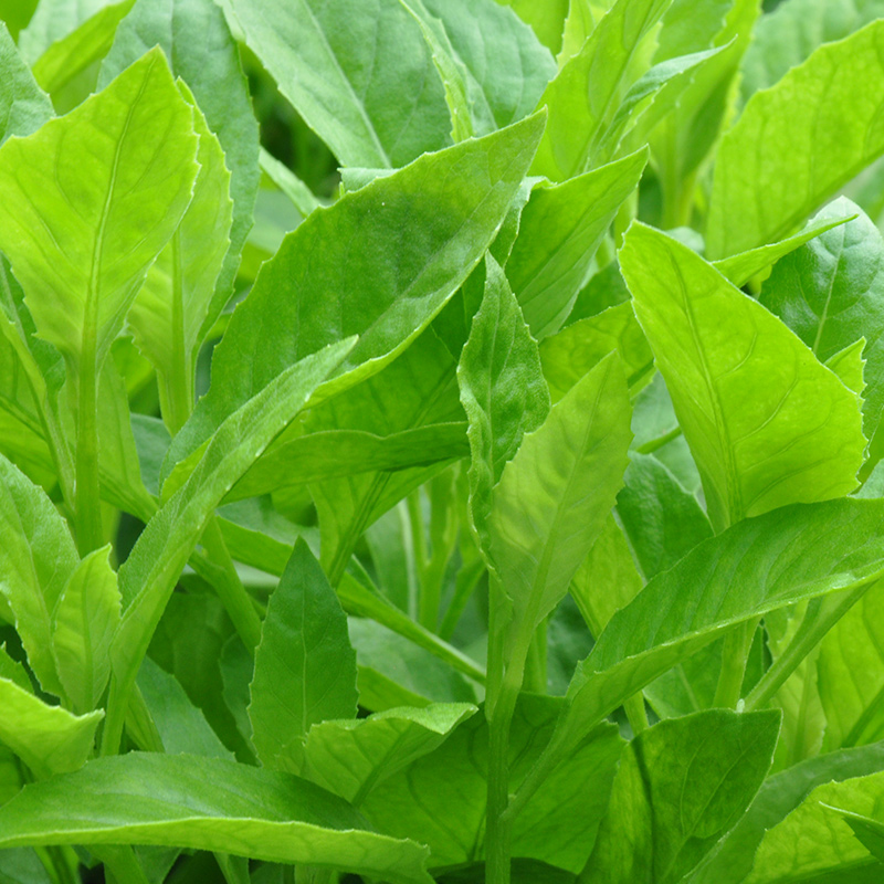 绿背天葵白子菜 生态蔬菜 彩虹雨蔬菜250g 北京农场配送京津冀满百