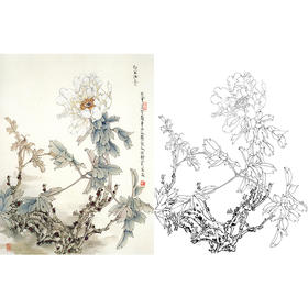 工笔花鸟白描底稿-王道中白玉牡丹-斗方小品册页-LQ13