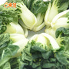 东升鹤斗白苗 矮脚奶白菜苗学斗白苗 华东专区新鲜蔬菜 300g 商品缩略图2