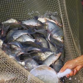 绿家自产 | 生态边鱼