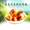 大荔冬枣 商品缩略图1