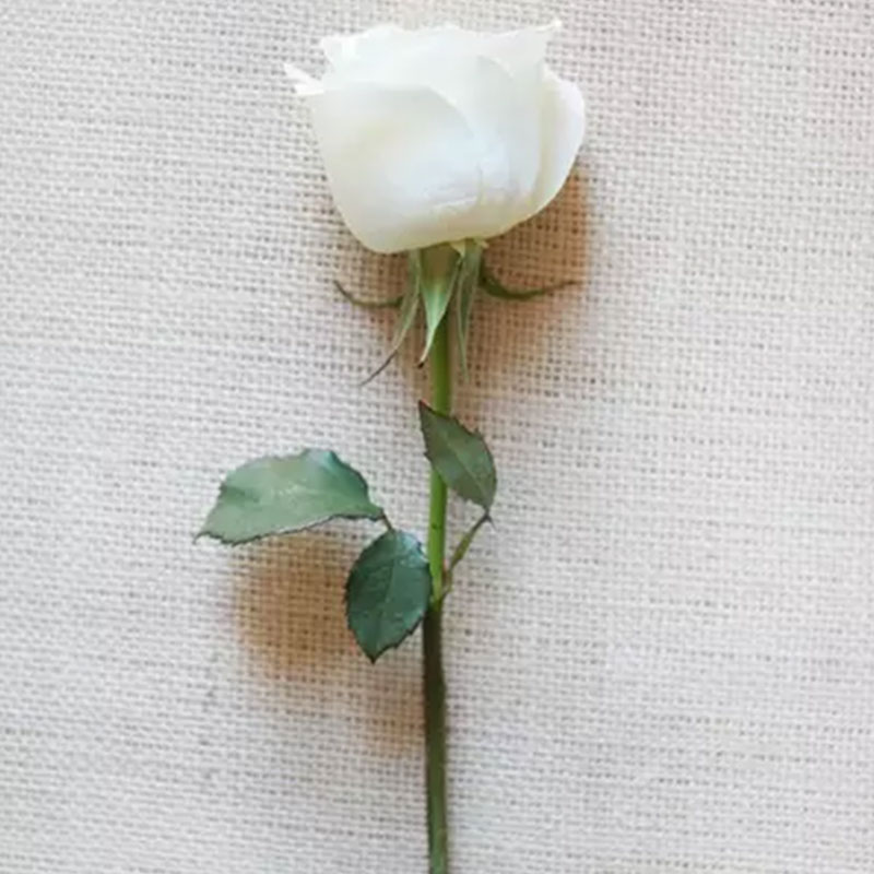 白玫瑰 单支