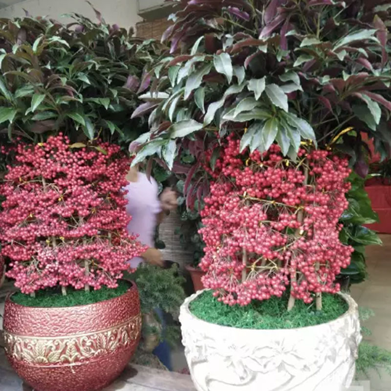 绿植| 黄金万两b - 深圳花无缺鲜花速送