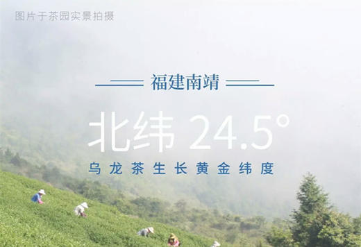 纯净乌龙，来自云水谣之巅 商品图0