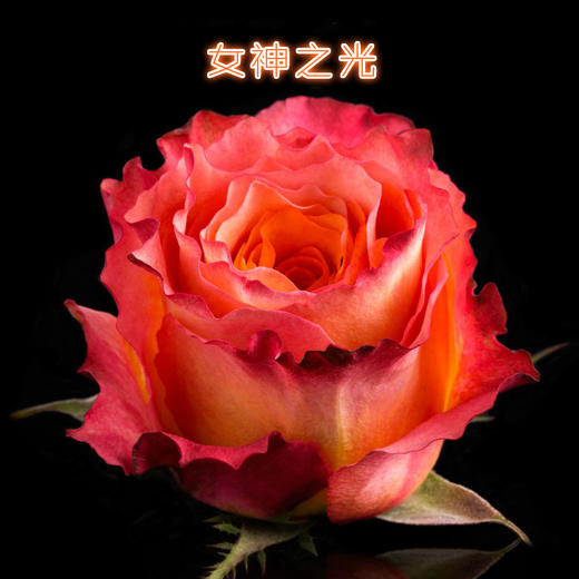 （永久下架）七夕玫瑰预售 厄瓜多尔 空运特级玫瑰（只限江浙沪地区派送） 商品图7