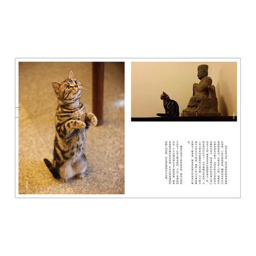 观复猫：博物馆的猫馆长 中信出版社图书 正版书籍 商品图3