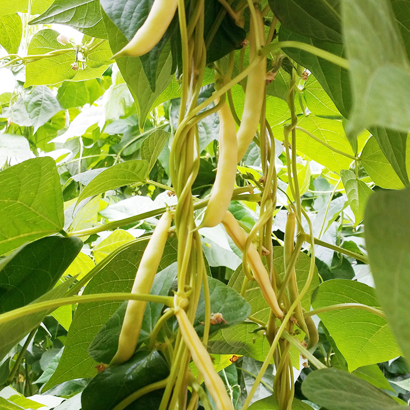 彩虹雨新鲜青菜有机蔬菜黄金钩豆角250g京津冀满百包邮