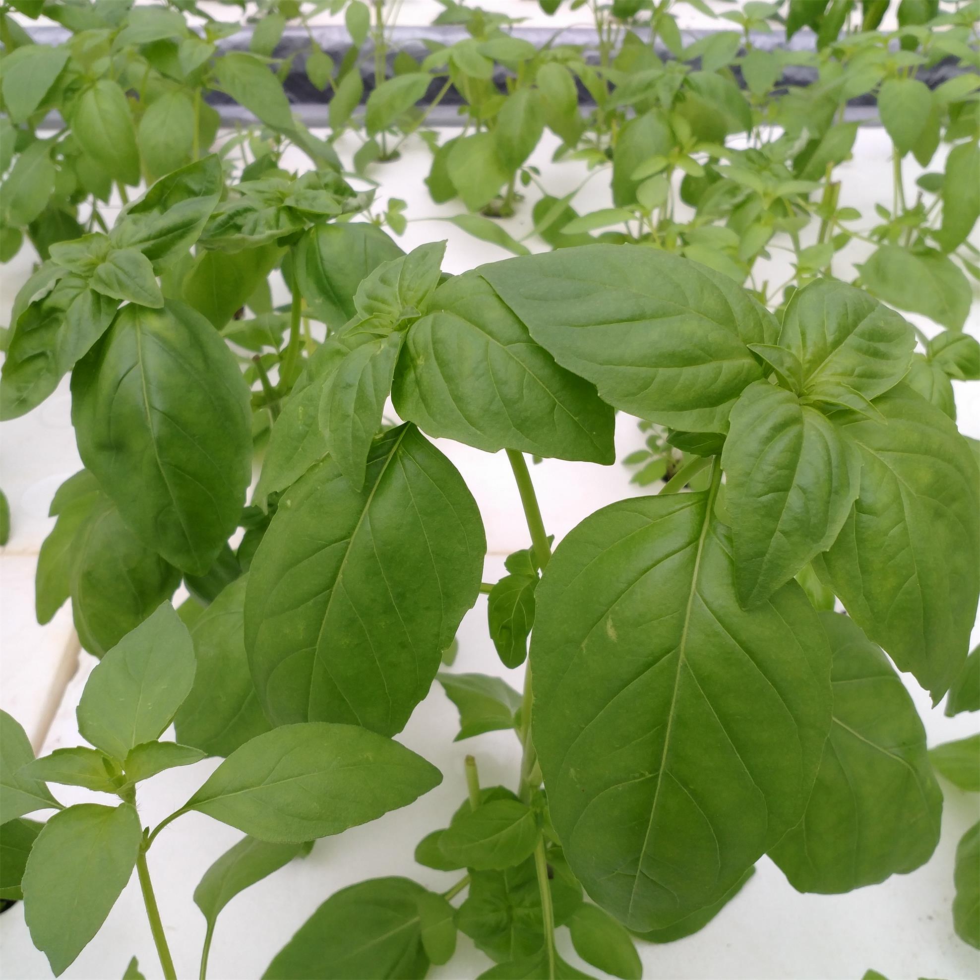 罗勒嫩芽（Basil Tips）100g/袋