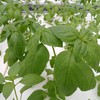 罗勒嫩芽（Basil Tips）100g/袋 商品缩略图0