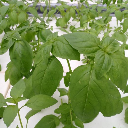 罗勒嫩芽（Basil Tips）100g/袋 商品图0