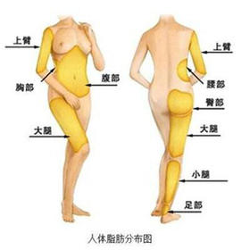 第52天 - 脂类在体内的分布