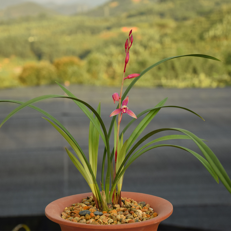 兰花苗建兰四季兰 市长红 红花 鲜花卉盆栽送肥料药植料肥药包邮