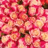 （永久下架）七夕玫瑰预售 厄瓜多尔 空运特级玫瑰（只限江浙沪地区派送） 商品缩略图0