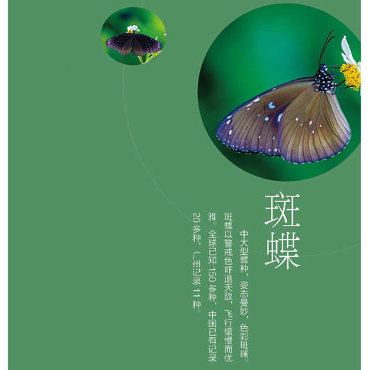 野外观蝶 广州蝴蝶生态图鉴 陈锡昌 杨骏 刘广主编 商品图2