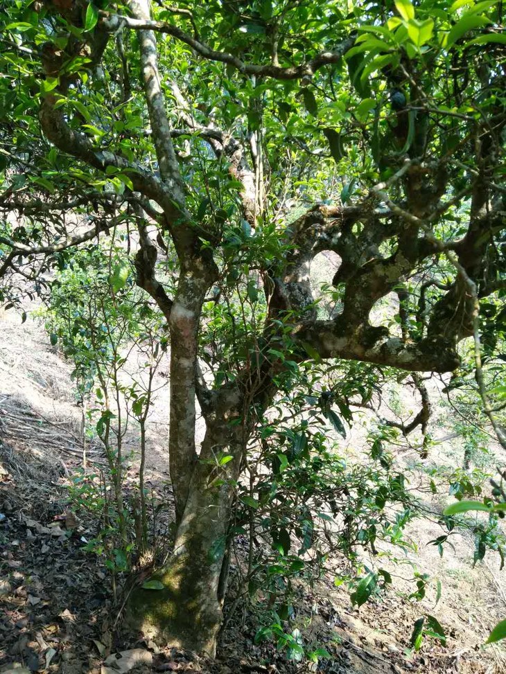 古树普洱,山头茶,2017年春茶