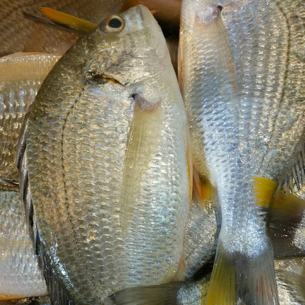 商品详情 【营养价值】 黄脚立是上等鱼,其肉质细嫩,鲜食,盐制均宜.