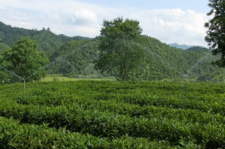 精心选择原产地安徽省祁门县南乡,西乡小产区优质茶园一芽一叶,二叶