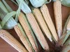 意大利原生玉米【5根，顺丰包邮】 ○ 马过路农场 商品缩略图0