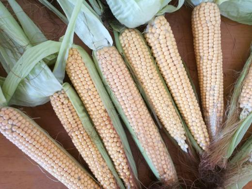意大利原生玉米【5根，顺丰包邮】 ○ 马过路农场 商品图0