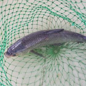 生态大青鱼（黑鲩 ）| 绿家自产 * Eco- black carp | Self-production