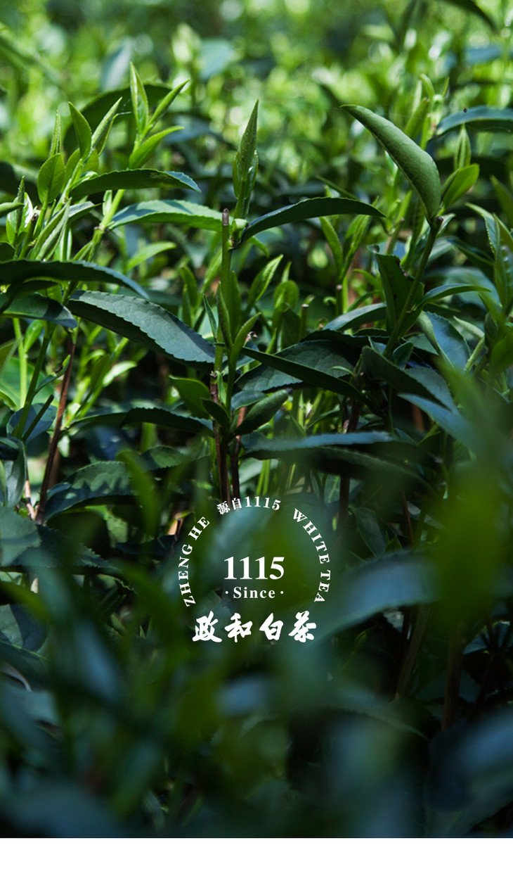 大与茶问 私房茶 2008年白牡丹 政和大白纯料 10g 试泡装