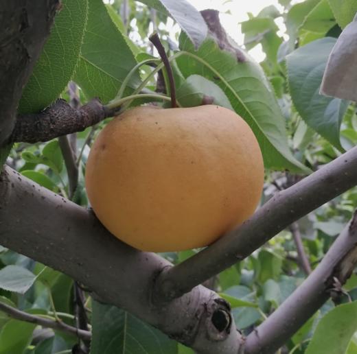 合作生产 | 师姐的良心梨 商品图1