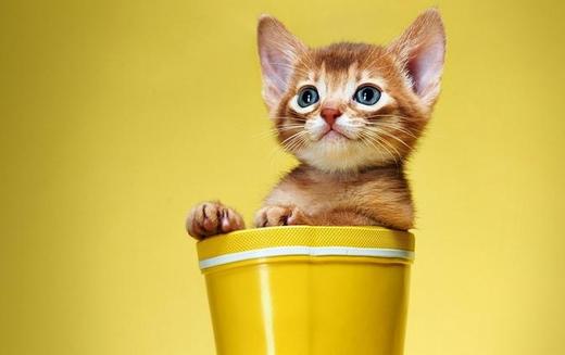 【有声作文】《刮猫胡子》 商品图0