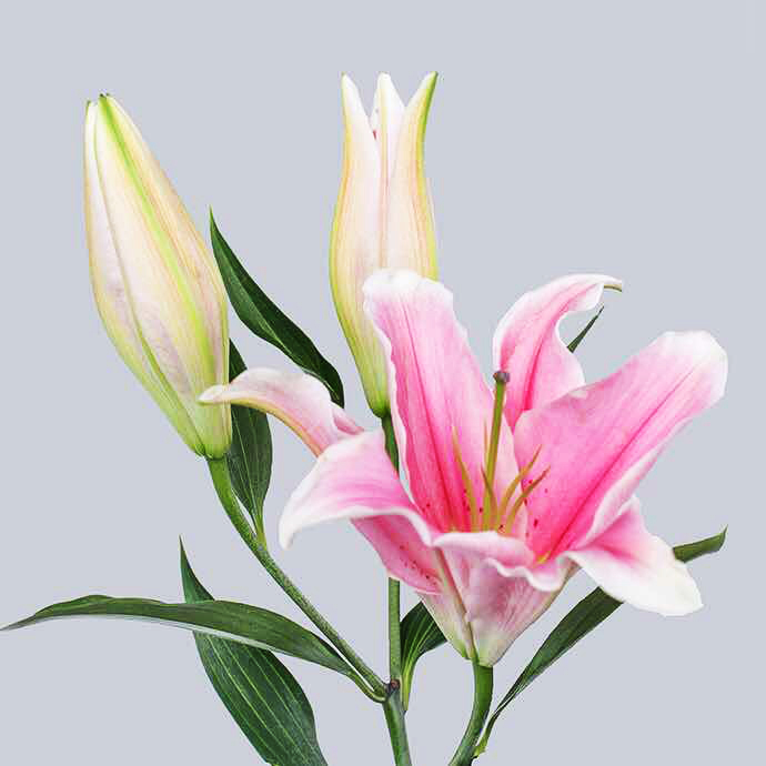 介绍| 粉色百合花语是纯洁,可爱,粉色百合花代表的爱情分外纯洁