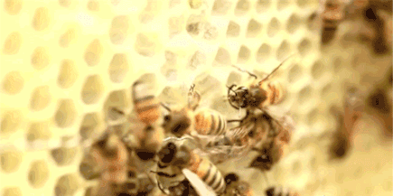 蜜蜂从花朵中采取含水量约为80%的花蜜,存入自己的