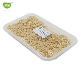 小金芽300g
