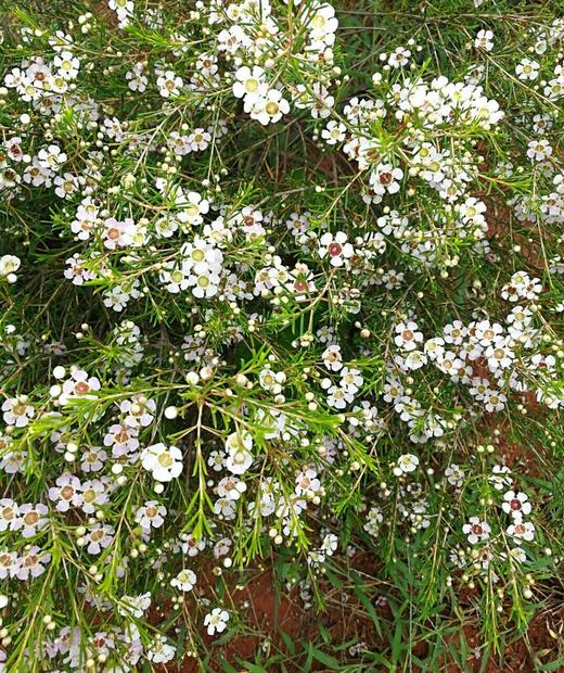 ＃杨月季＃蜡花——浅粉色6扎/盒 枝条60公分 商品图0