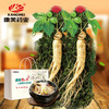 康美新鲜人参 35g*2根【佳选级】 顺丰包邮煲汤泡酒 商品缩略图0