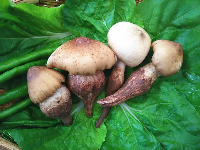 和菜头牌大帽油鸡枞 每套3听装 共435克