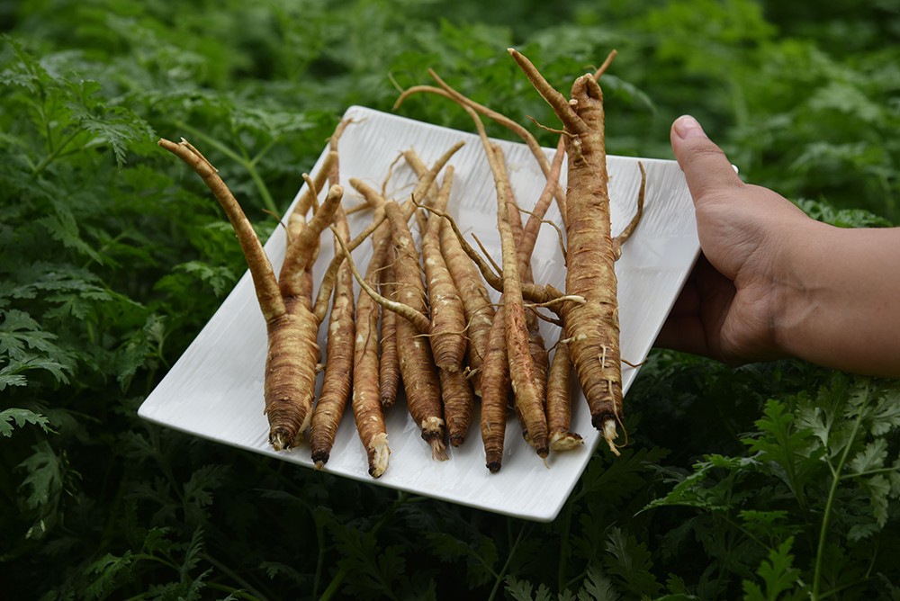 【洋芋公社】优质甜当归精品