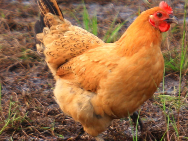 毛孩土鸡（一年老母鸡，纯土鸡）净重2kg以上，手工屠宰（当天12.00前预定，当日送达，12.00后预定次日送达）