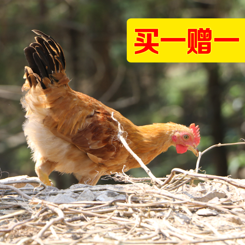 徽园生态山林散养皖南土鸡小公鸡顺丰