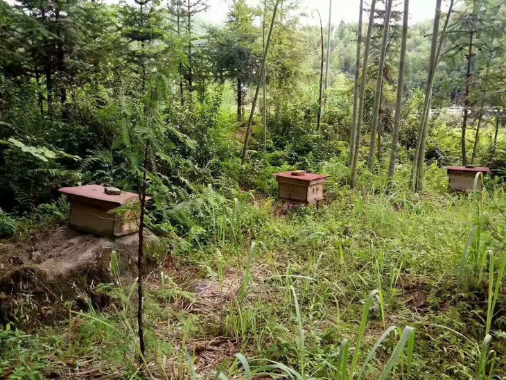 土蜂蜜|纯天然野生蜂蜜,滋阴润肺,补脾胃,助睡眠