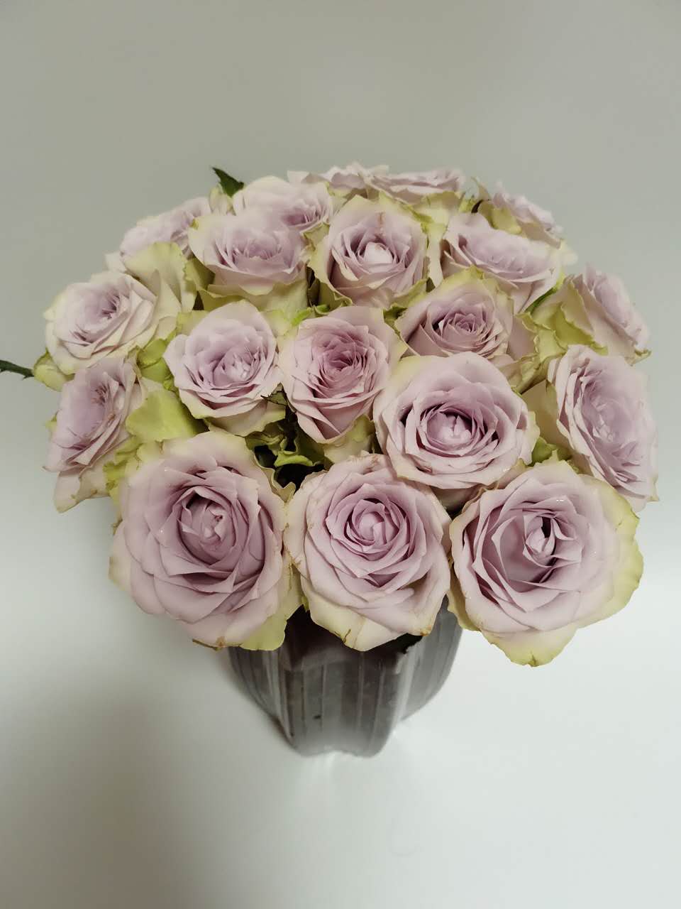 【昆明直发】海洋之谜玫瑰,18枝 - floever鲜花商城