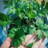 【食用艾草苗】食用艾草苗小叶艾草适合食用品种艾草盆栽（2棵艾苗） 商品缩略图0