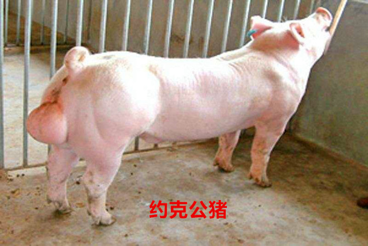 【格润农牧】父母代大约克种公猪(美系),规格100斤,超出部分按肥猪价