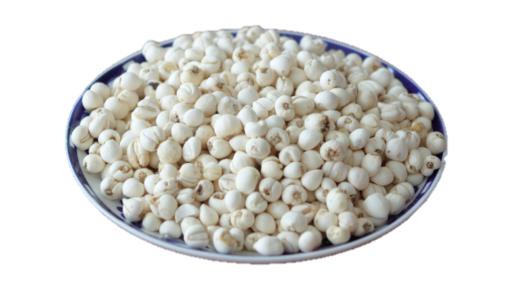 高原野生川贝母 商品图0