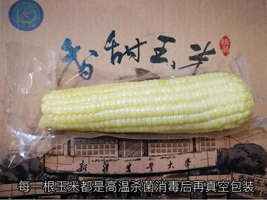 新疆三工滩富硒香糯玉米棒  10根彩糯米  非转基因 商品图2