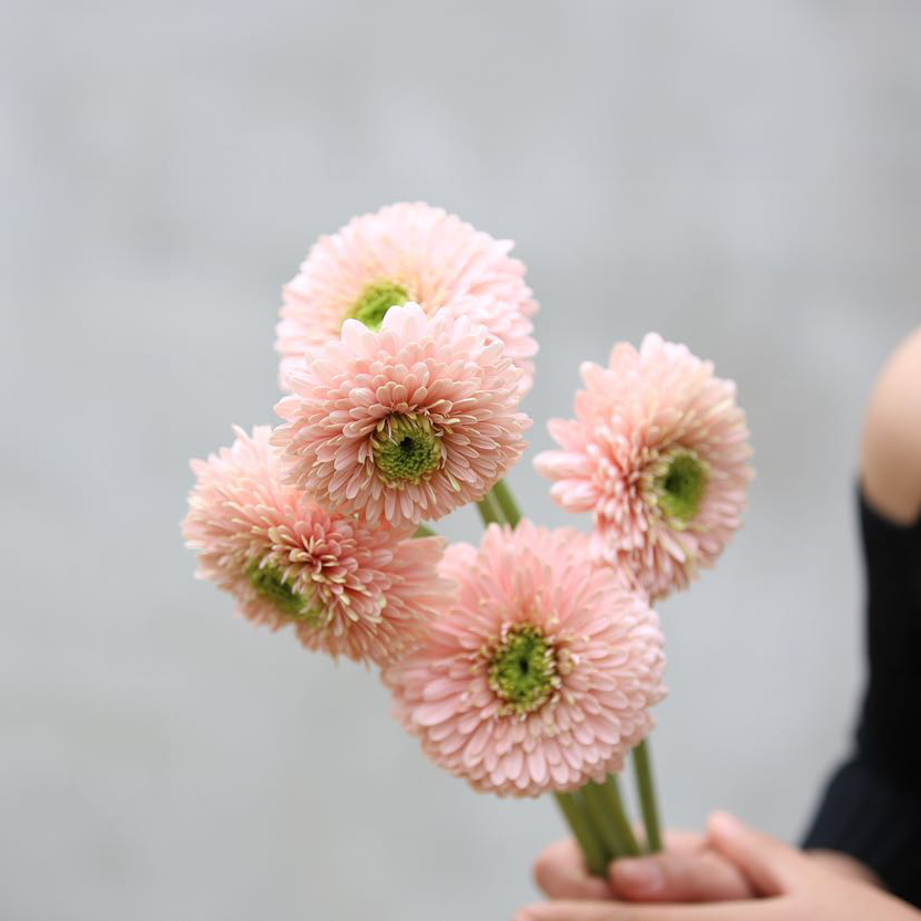 非洲菊 gerbera